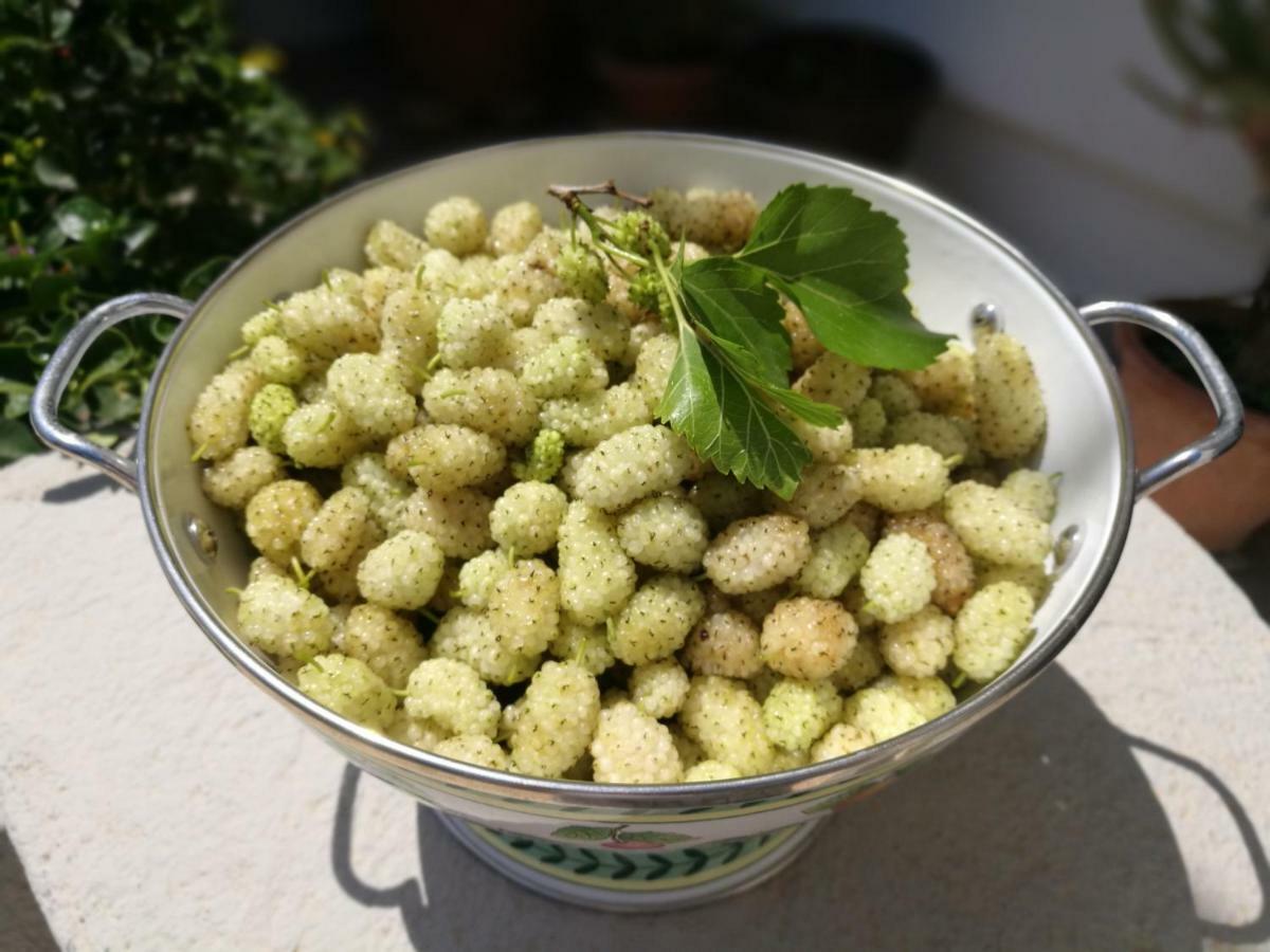 Masseria Borgo Del Gallo Tricase Eksteriør billede